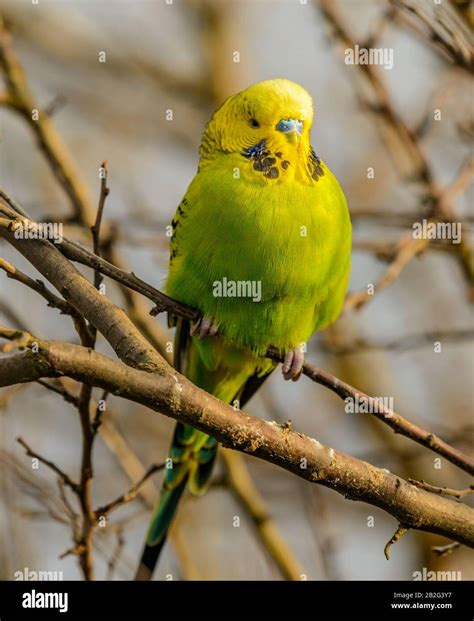 Flown Away Green Yellow Budgie Sitting On Branch Wild Stock Photo Alamy
