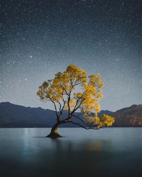 The Wanaka Tree On A Clear Night New Zealand 5504×6880 Photographer