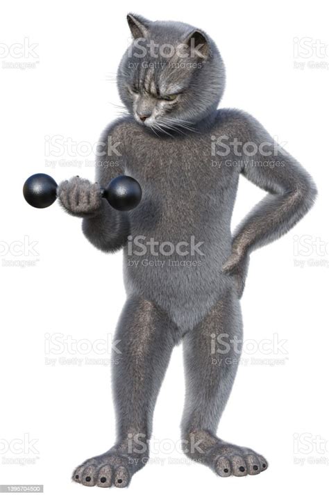 Gray Cat Doing Gymnastics With Dumbbell Stock Photo Download Image