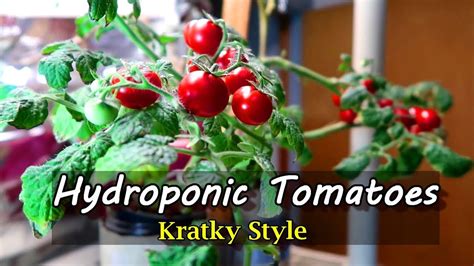 Growing Hydroponic Tomatoes Indoors Using The Kratky Method Youtube