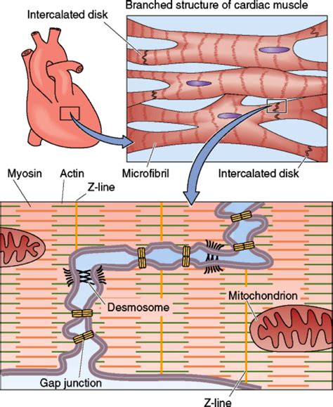 Animal cells uniquely possess the cell junctions called tight junctions, gap junctions, and desmosomes. 301 Moved Permanently