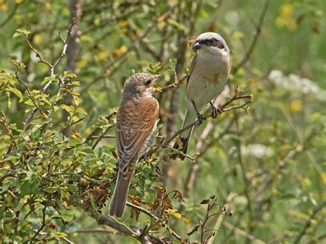 Hier findet ihr bestimmt euren heimischen singvogel, aus deutschland, den ihr sucht. Vogel des Monats: der Neuntöter | Neunerlei, Singvogel