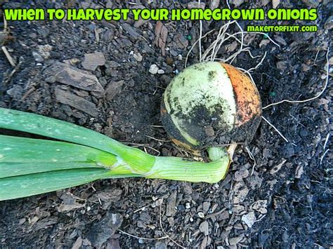 To pick up onion epidermis, you use forceps to pick it up, and afterwards, to see the cells, you would use a clean slide, iodine and a cover slid. When To Harvest Your Homegrown Onions | Make It Or Fix It ...