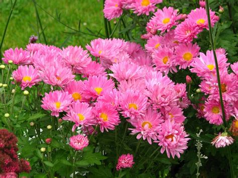 50 Espécies De Flores Para O Seu Jardim Ficar Colorido