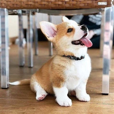 The welsh corgi comprises two distinct breeds, the cardigan welsh corgi, which is the larger of the two, and the pembroke welsh corgi, which is more common. Corgi Puppies FOR SALE ADOPTION from toronto Alberta ...