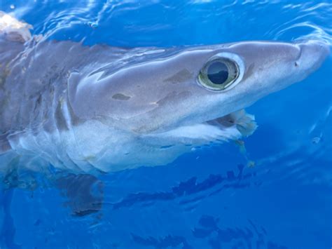 Newly Discovered Shark Species Named After The Late Shark Lady Ocean Conservancy