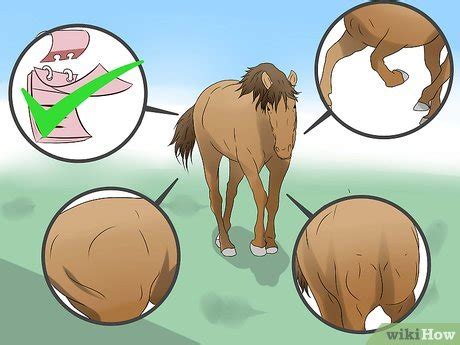 See full list on wikihow.com How to Make a Horse Run Faster: 13 Steps (with Pictures ...