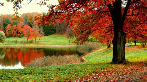 beautiful scenery fall colorful autumn trees and green grass field reflection on lake hd fall