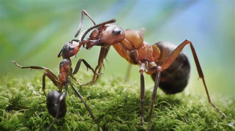 حديث عن النمل في البيت