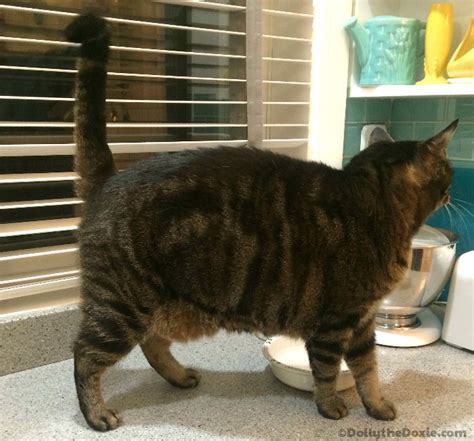 Gphilly44 on march 23, 2012 weight problems seem to be a common problem for cats, but putting my two cats on a grain free diet really helped to slim them down. #PerfectWeight in Cat Weight Loss for Rhette