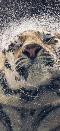 Aq69 Kanja Shaking Tiger Water Animal 41 Iphone Wallpaper