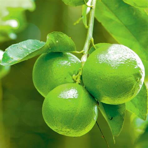 Citrus Lime Tree For Sale In Uk View 59 Bargains
