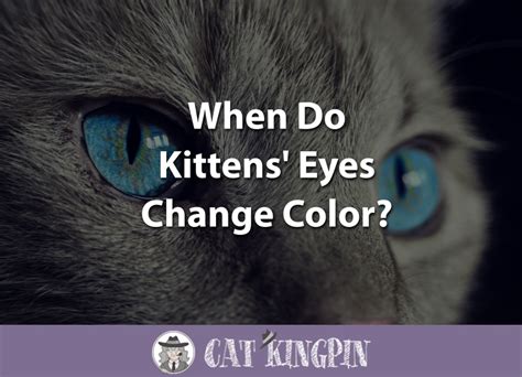 The eyes might change color as a result of the infection of the cornea or also as a result of an infection called uveitis. When Do Kittens Eyes Change Color? - Cat Kingpin