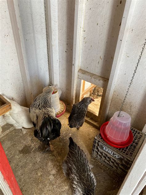 Poultry Enterprises Take Precautions Against Avian Influenza The Eastern Door