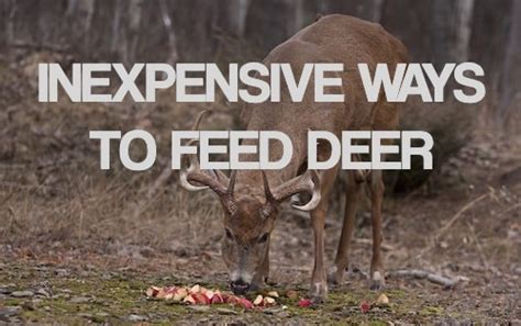 Inexpensive Way To Feed Deer Wintercornfruitnuts