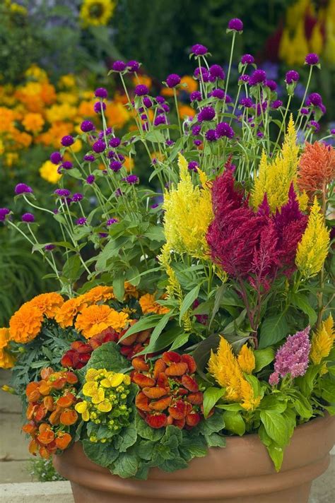 Gomphrena Purple And Celosia Are Both Good Annuals For Full Sun And