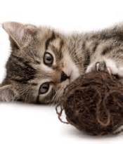Learn about the potential causes and what to do if your cat has a the murmur is audible as a whooshing or swishing sound that occurs during the normal cycle of the heartbeat. Symptoms of Canine and Feline Heart Murmurs in Cats and Dogs