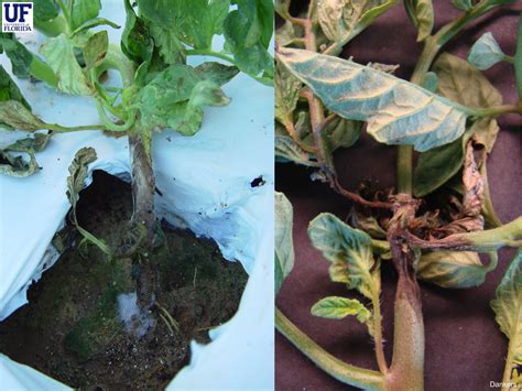 Buckeye/Phytophthora rot
