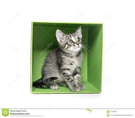 Cute Tabby Kitten In A Box Stock Photo Image Of Feline