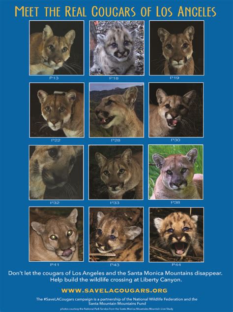 Meet The Real Cougars Mountain Lions Of La The National Wildlife