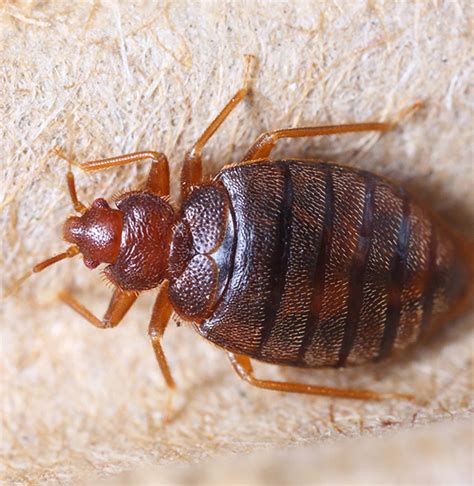 Bed Bug Prevention And Eradication All Seasons Pest Control