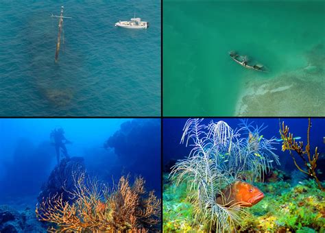 Dry Tortugas Coastal Fortress Coral Reefs Marine Life