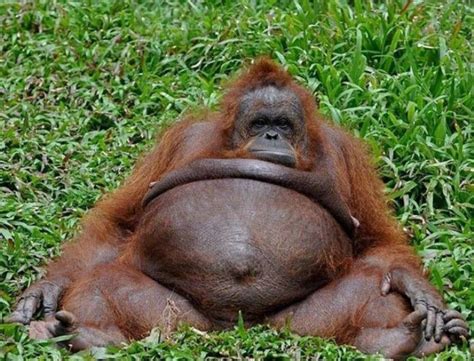 Chubby Orangutan Animals Pinterest Orangutan Lemurs