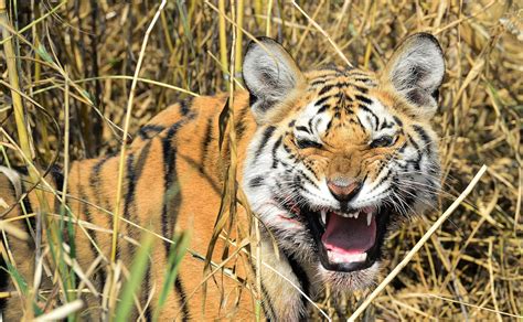 Endangered Tigers Under Threat In Indian Forest That Inspired ‘the