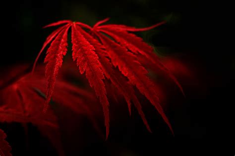 Red Leaves Hd Wallpapers On Wallpaperdog
