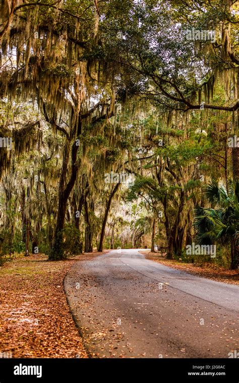 Savannah Georgia Skidaway Island State Park Curved Road With Arched