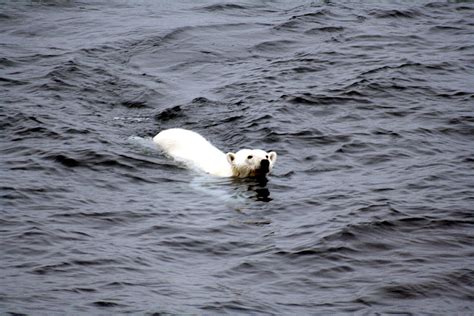 Filepolar Bear Arctic Wikimedia Commons