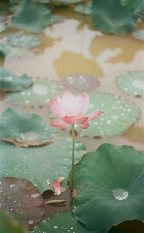 Water Lily Phone Wallpapers On Wallpaperdog