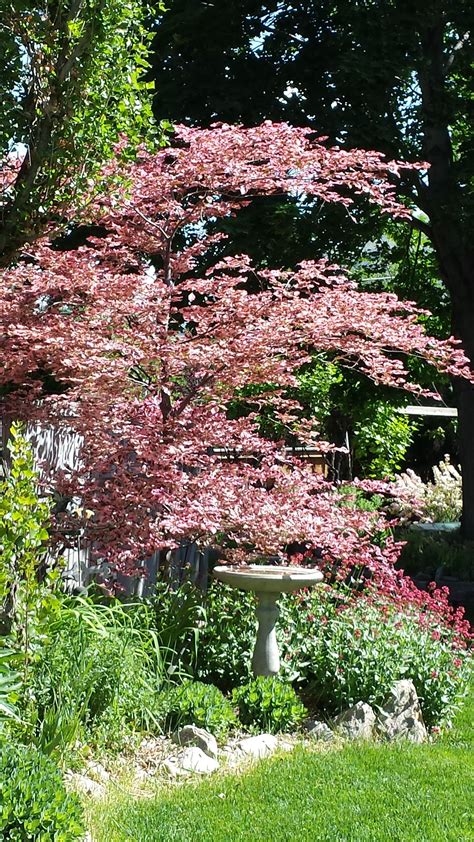 Tri Colored Beech Tree In Our Yard Garden Inspiration Shade Trees
