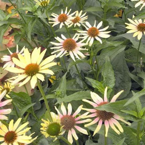 Green envy (echinacea purpurea 'green envy'). Coneflower 'Evening Glow' : buy Coneflower 'Evening Glow ...