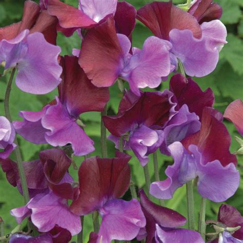 Sweet Pea Purple Pimpernel Seeds Thompson And Morgan