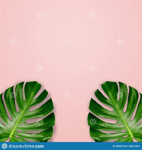 Frame Of Tropical Leaves On A Background Of Pastel Pink Flat Layout