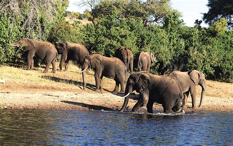 Botswana Shuns Wildlife Money Sunday Standard