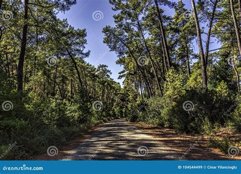 Pine Forest In Summer Under Clear Blue Skies Stock Image Image Of
