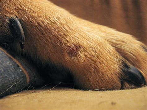 Blood Blister On Paw Pic Page 2 German Shepherd Dog Forums