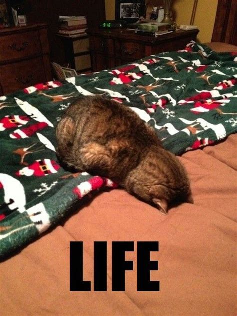 Find us someone whose day can't be improved with a funny cat meme — we'll wait. 17 Best images about Funny clean (no bad words) captioned ...