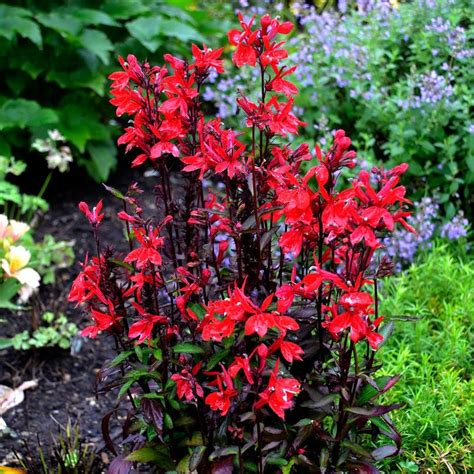 Black Cardinal Flower Starter Plant All Starter Plants Etsy