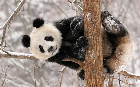 Panda In Tree Wallpapers And Images Wallpapers Pictures