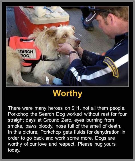 As observances of september 11, 2001, take place across the country, peta thinks back to all the cats, dogs, birds, hamsters, fish, and other companion animals who waited in vain for the return of their loving guardians who lost their lives that day. The Shelter Girl: Never Forget 9/11 Heroes