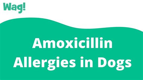 Amoxicillin Allergies In Dogs Wag Youtube