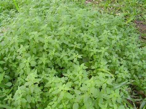 Check spelling or type a new query. Naturaleza entrerriana: Parietaria debilis
