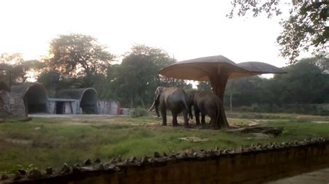 National Zoological Park Delhi2 Youtube