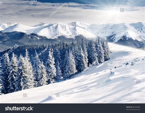 Beautiful Winter Landscape With Snow Covered Trees Stock