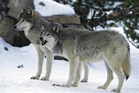Two Wolves Photograph By Judilen Fine Art America