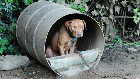 367 Dogs Rescued In Raids Of Dog Fighting Operations