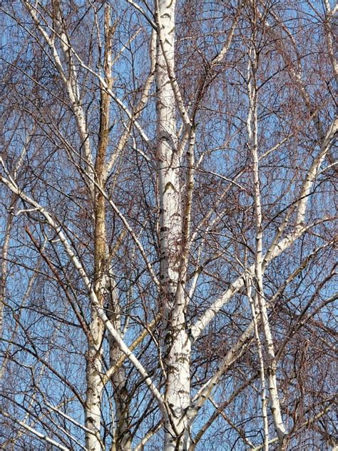 Birch Birch Grove Grove Of Trees Trees Aesthetic 20 Inch By 30 Inch